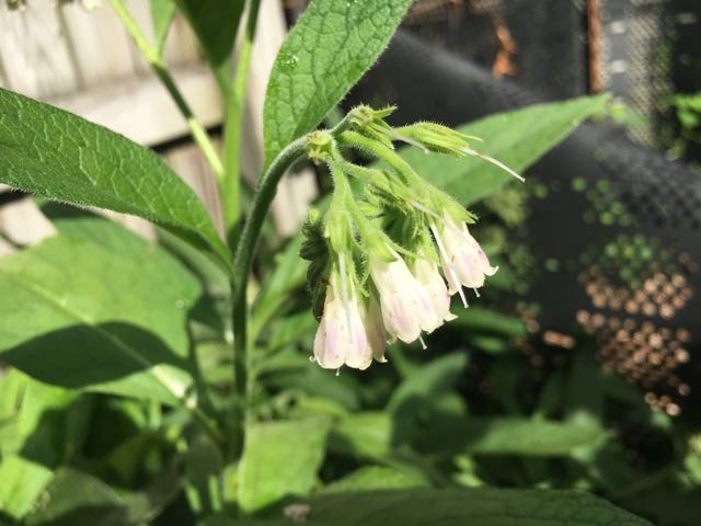 How to Trim Comfrey for Mulch