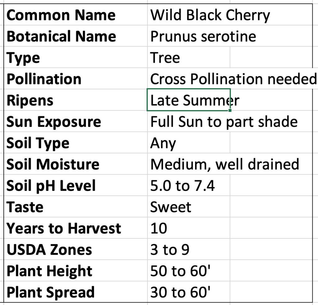 Wild Black Cherry