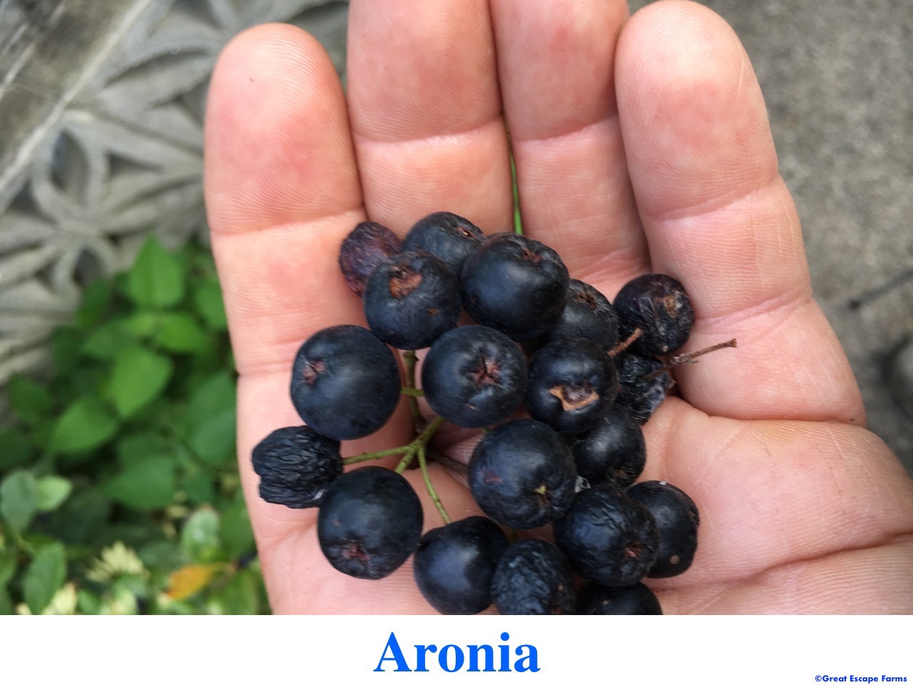 Viking Aronia Plants for Sale at Great Escape Nursery