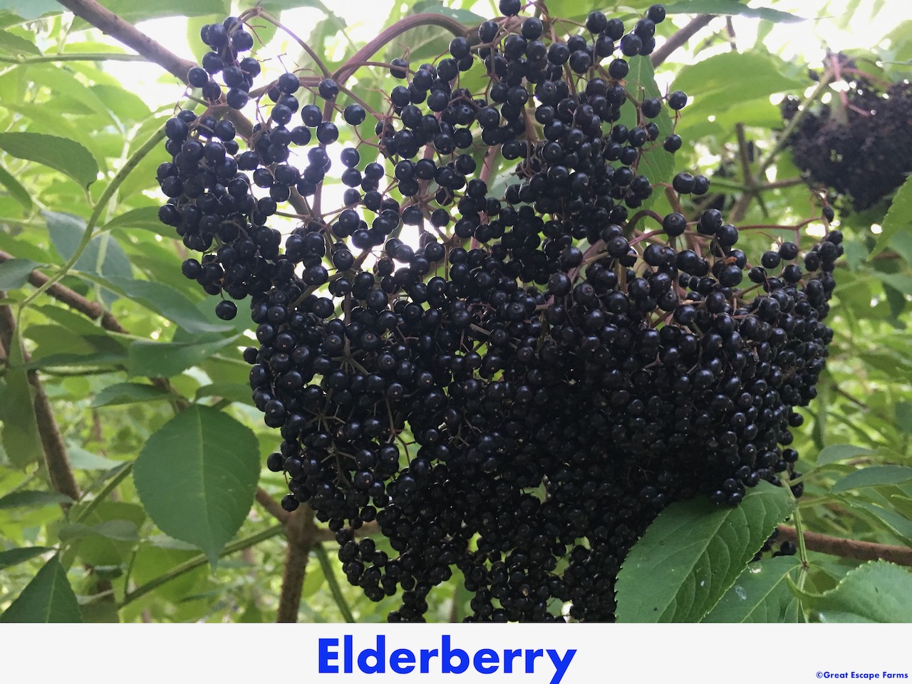 How to Harvest Elderberry Sambucus canadensis
